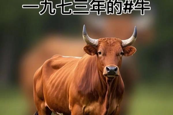 97年牛最佳2025年结婚日期